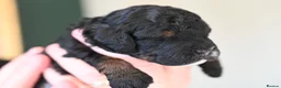 Cockapoo dogs for sale: 🐾F2 Cockapoos Puppies Wiltshire💗💗💗💙💙 - Advert 4