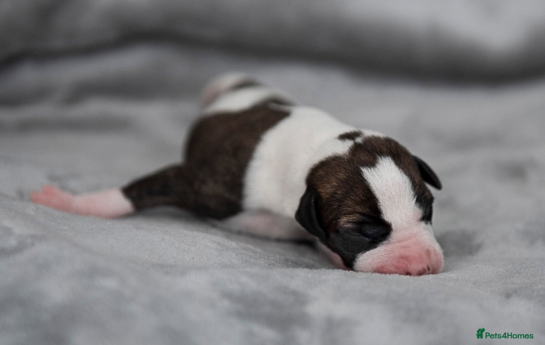 Whippet dogs 5 PUPPIES NOW AVAILABLE FROM BRACKENSWIFT  - Advert 2