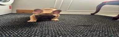 French Bulldog 1/Female
