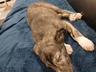 Lurcher dogs Female lurcher 14 weeks - Advert 13