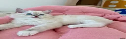 Ragdoll cats for sale: ✨ Exceptional Ragdoll Kittens Ready to leave ✨ - Advert 21