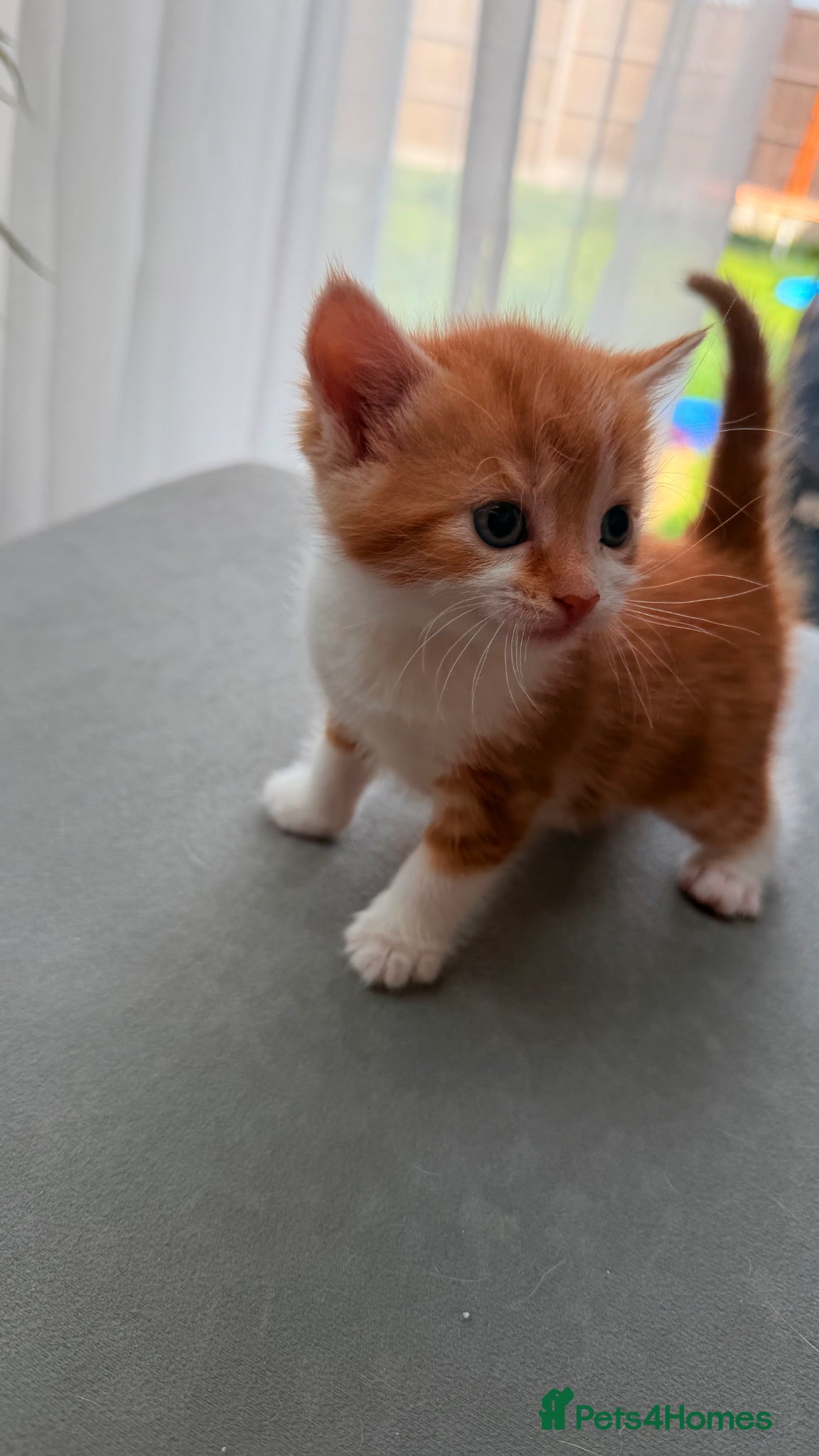 Mixed Breed cats for sale: Stunning and very playfull kittens - Advert 4