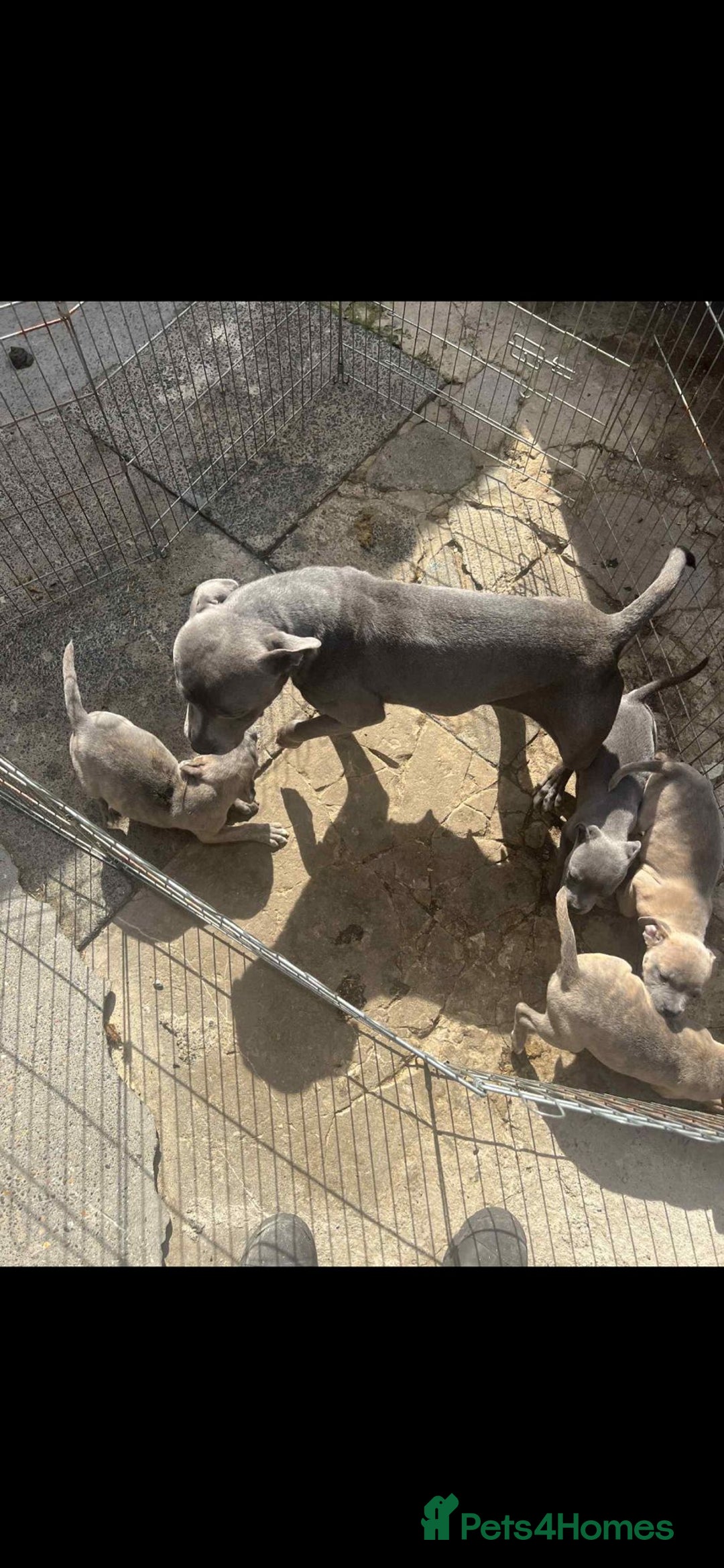 Staffordshire Bull Terrier dogs for sale: Staffordshire Bull Terrier Pups KC REGISTERED  - Image 12