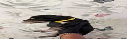 Saluki dogs for sale: DWKC registered Saluki puppies. - Advert 6