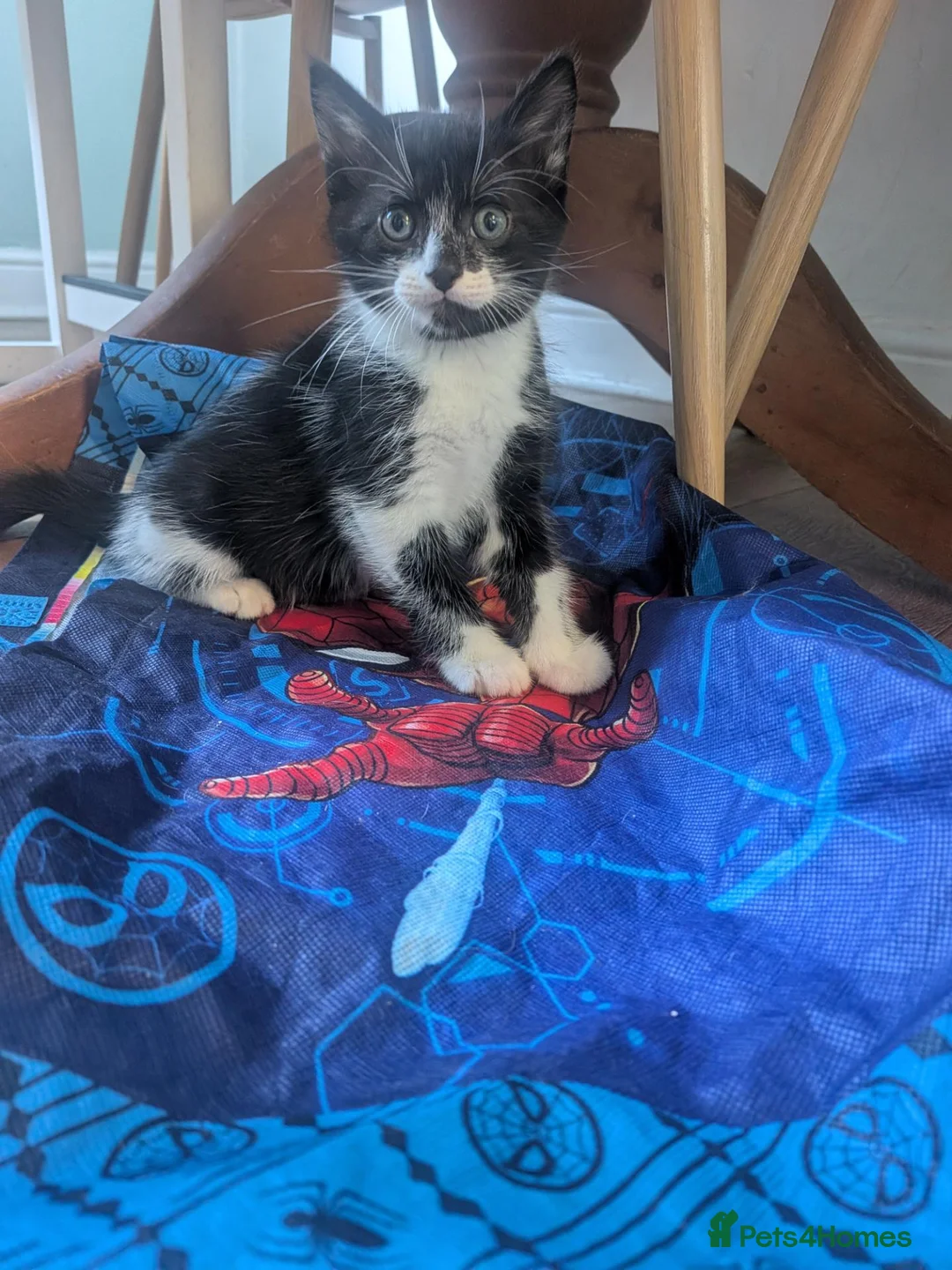 Mixed Breed cats for sale: Last stunning kitten  - Advert 2