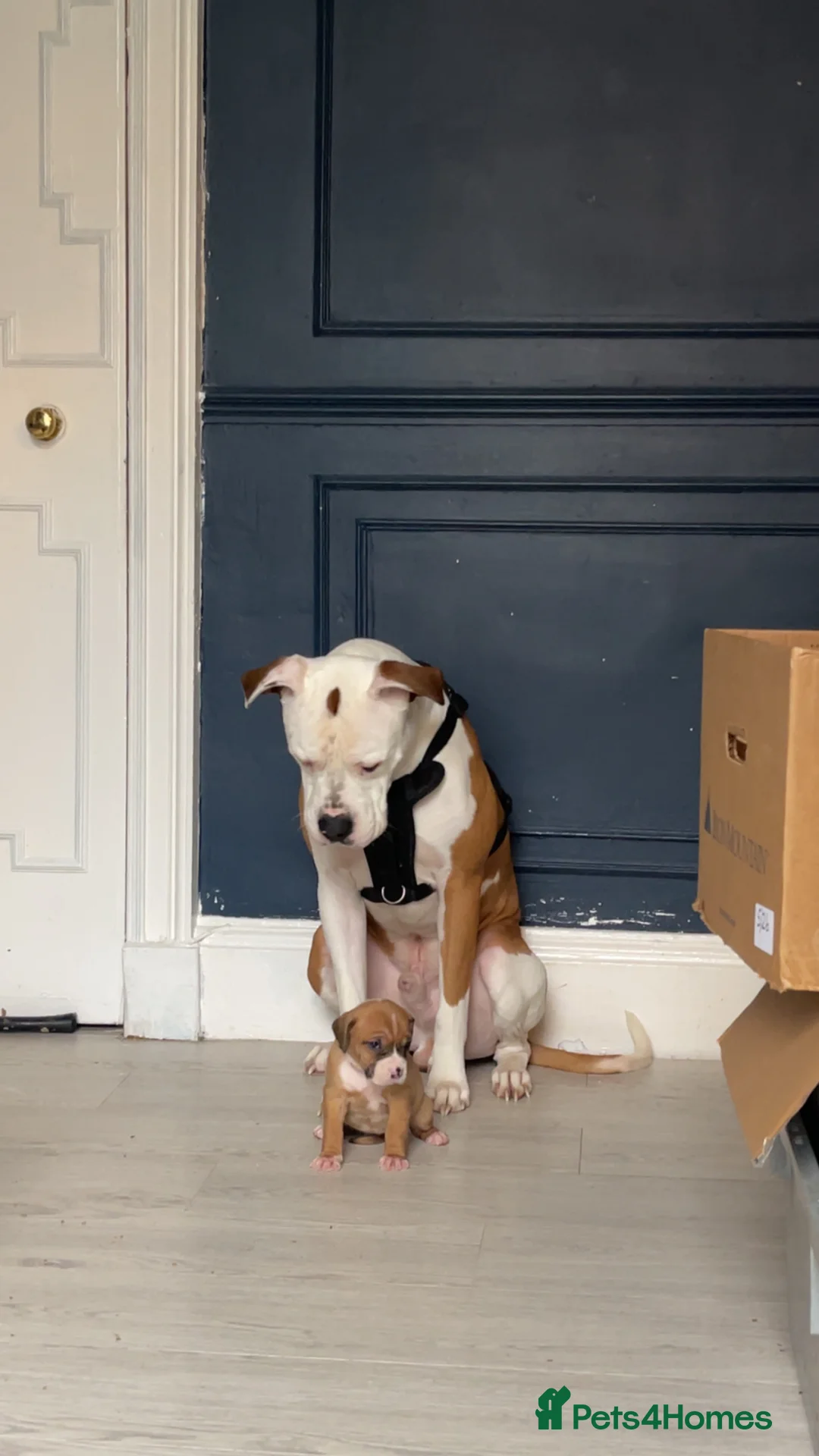 Mixed Breed dogs for sale: Puppies for sale to good homes! - Advert 2