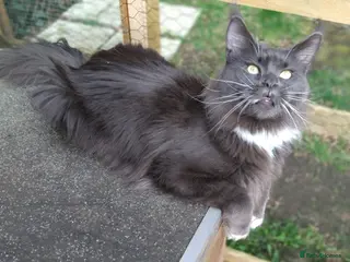 Maine Coon cats Beautiful pedigree Maine Coon for sale - Advert 5