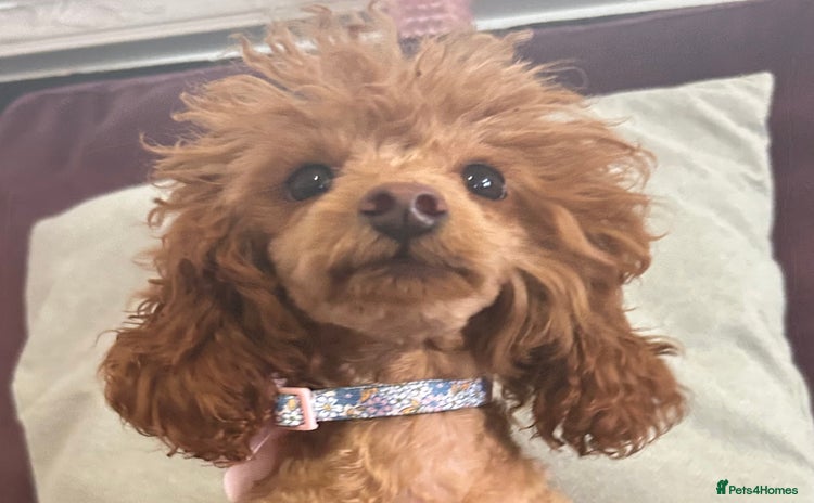 Toy Poodle dogs in Chichester - Advert 15