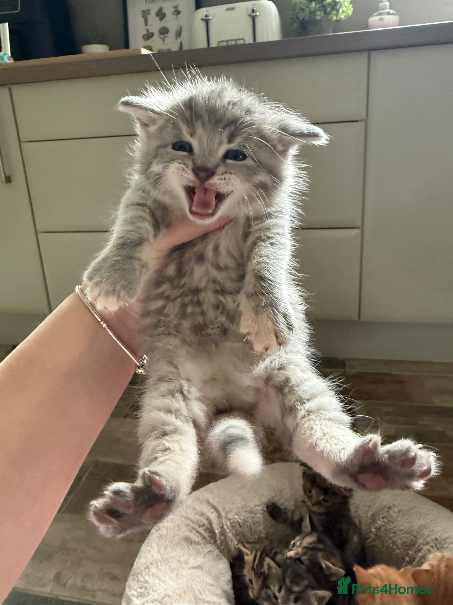 Mixed Breed cats 6 LEFT - 8 fluffy kittens for sale  - Advert 15