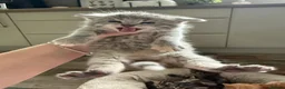 Mixed Breed cats for sale: 7 LEFT - 8 fluffy kittens for sale  - Advert 4