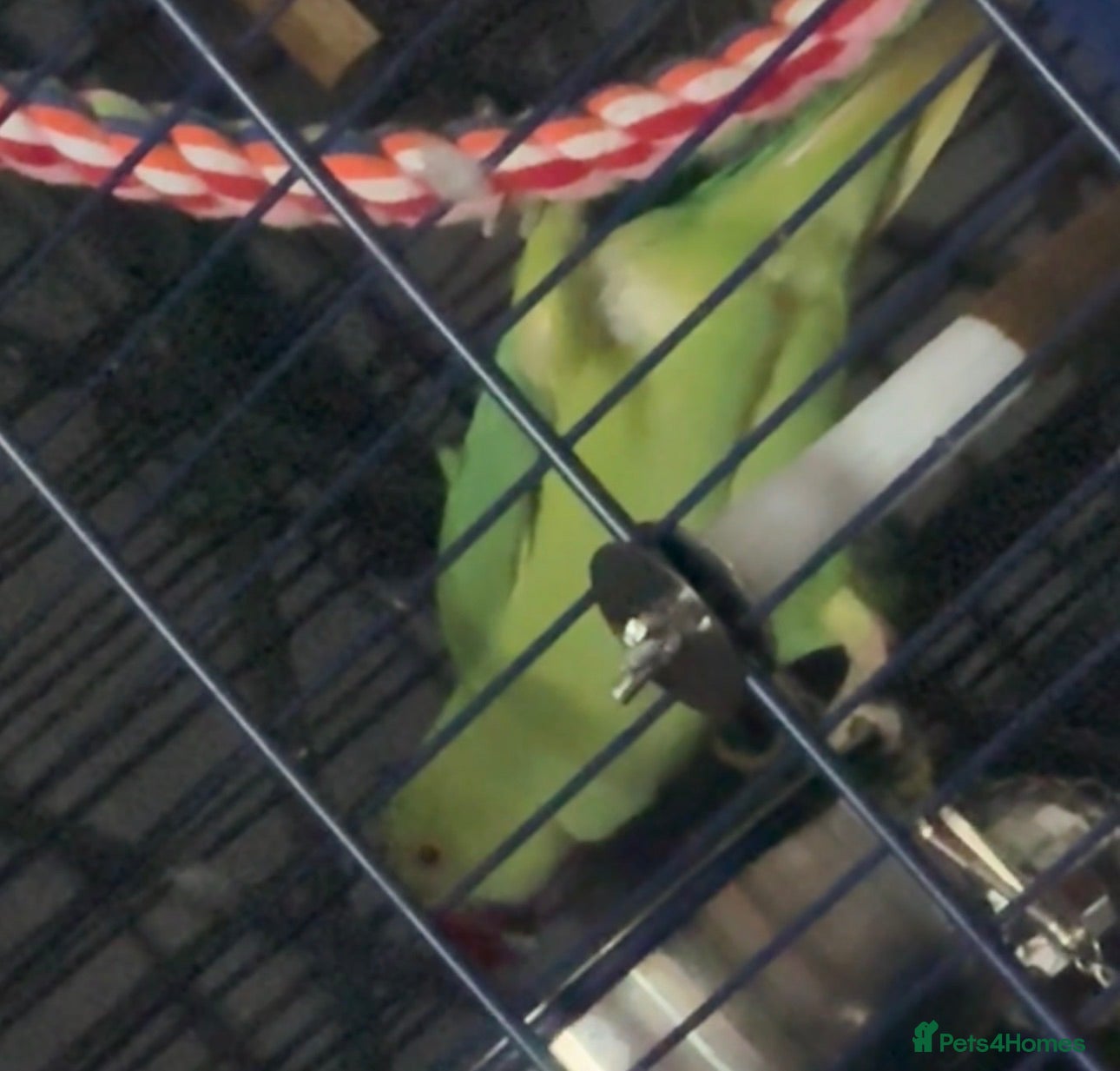 Parrots birds Indian Ringneck Parrot - Advert 1