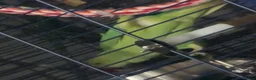 Parrots birds for sale: Indian Ringneck Parrot in Coventry - Advert 1