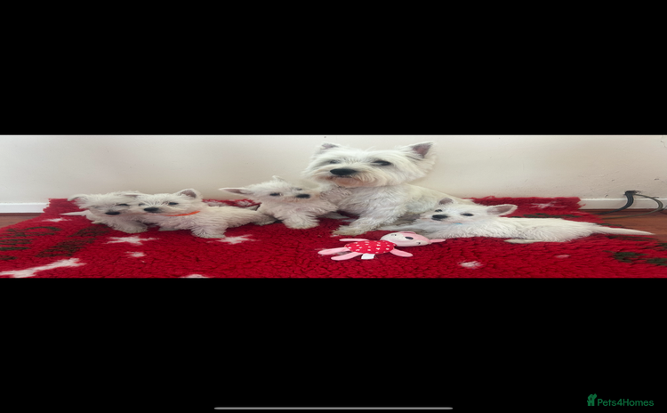 West Highland Terrier dogs - Advert 1