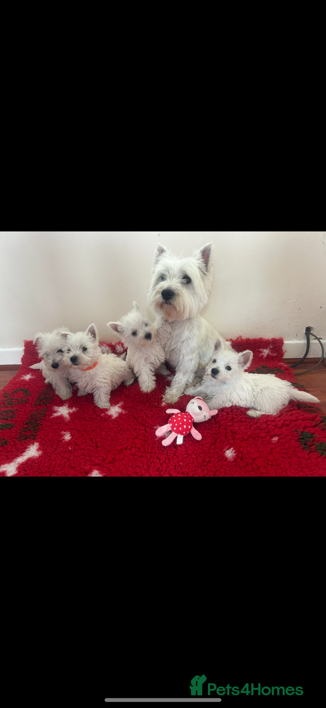 West Highland Terrier dogs for sale: 4 stunning west highland terrier puppies for sale - Image 1