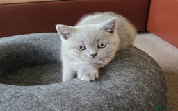 British Shorthair cats for sale: Meet Your Next Cuddle Buddy —  British Shorthair - Image 1