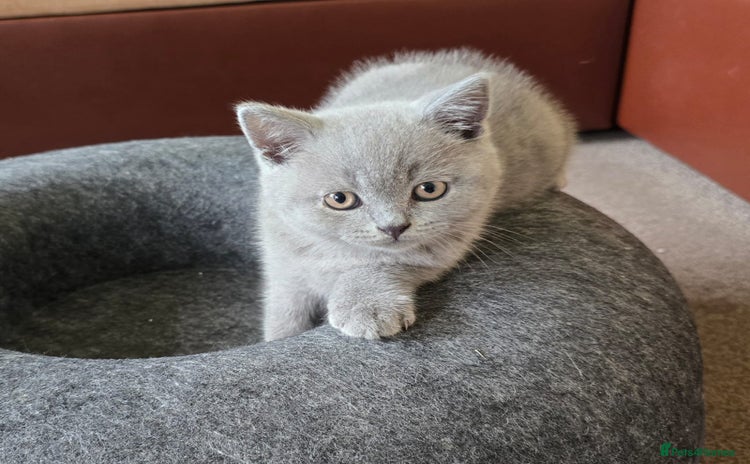 British Shorthair cats - Advert 13