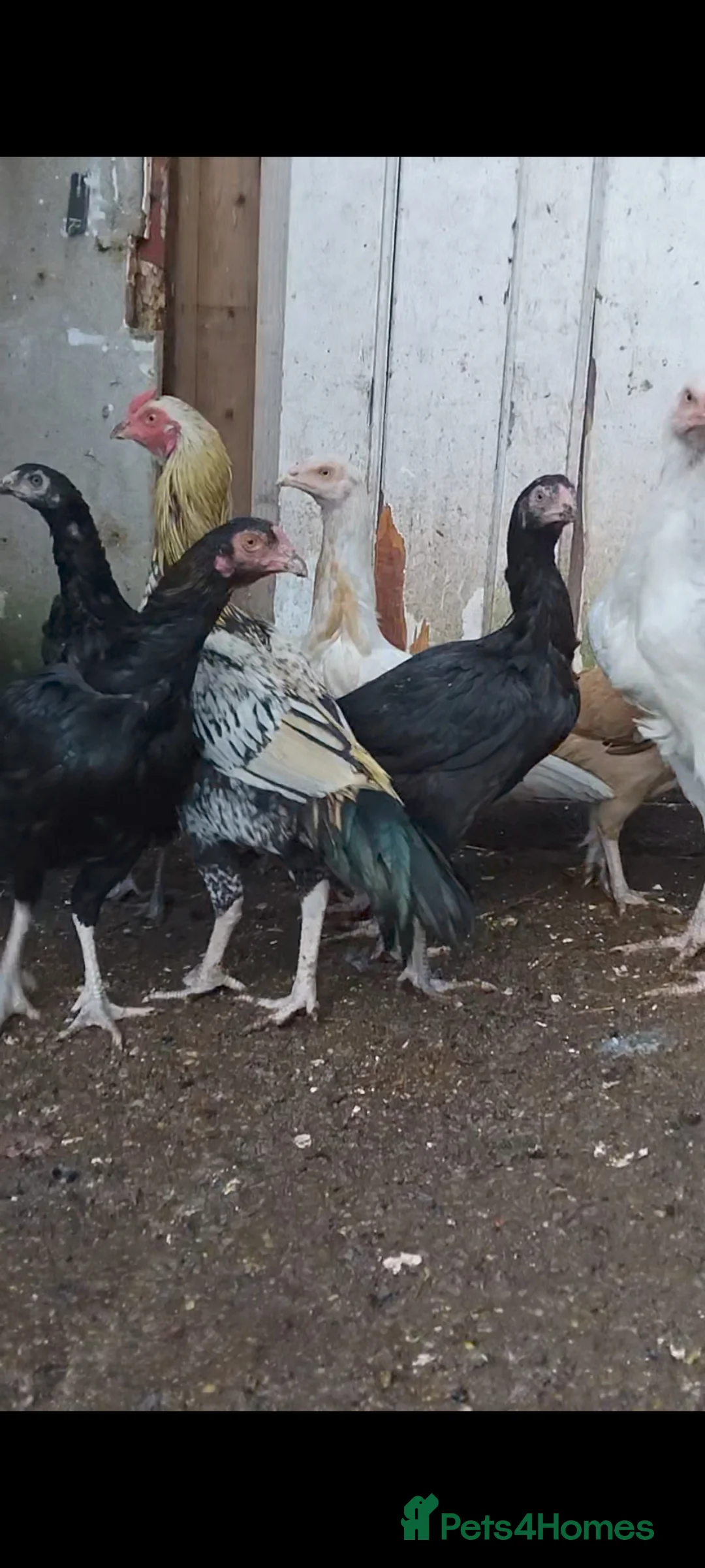 Chickens poultry for sale: Aseel for sale free in Sheffield - Advert 2