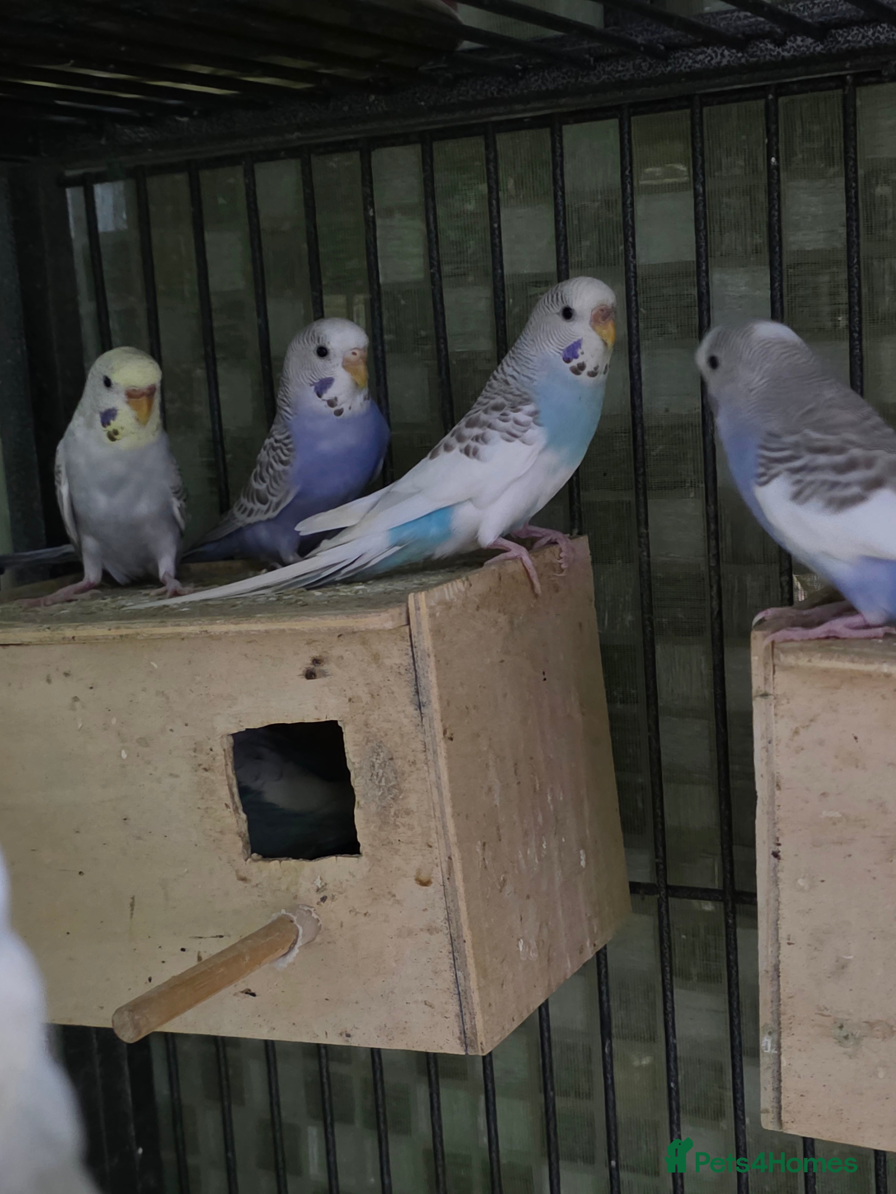 Budgerigars birds Budgies for sale - Advert 10