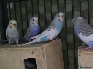 Budgerigars birds Budgies for sale - Advert 2
