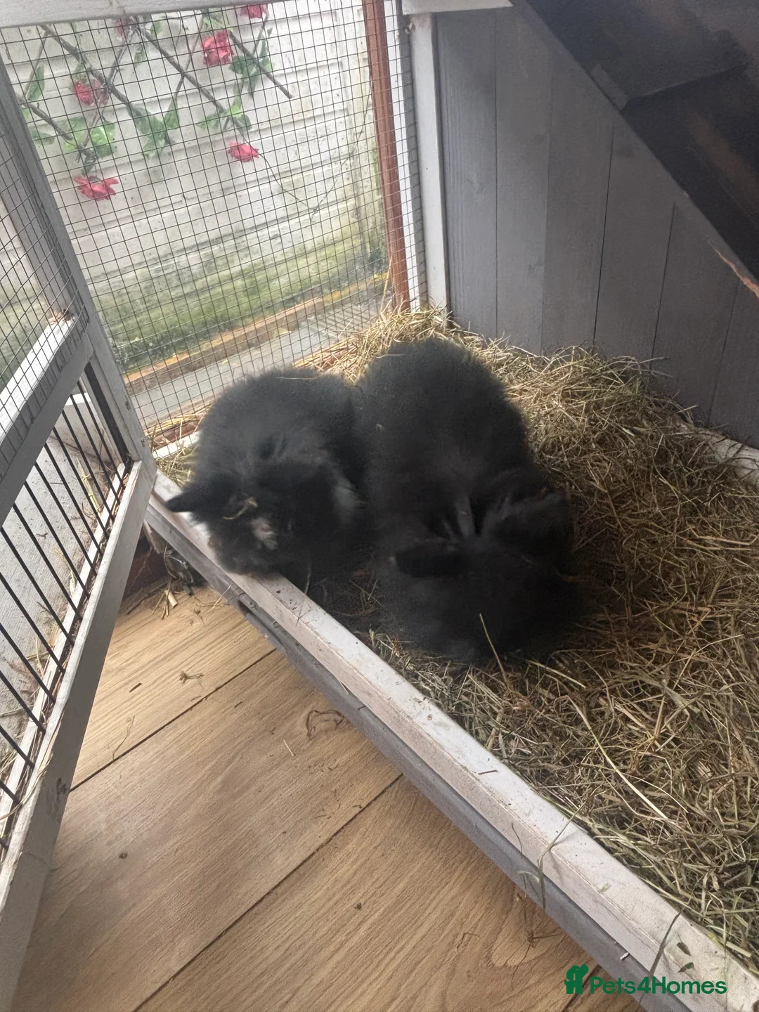 Lionhead rabbits for sale: 2 lion head baby looking for new home  - Advert 1