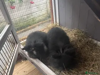 Lionhead rabbits 2 lion head baby looking for new home - Advert 7