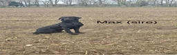 Labrador Retriever dogs for sale: Kc working Labrador puppies  in Downham Market - Advert 4