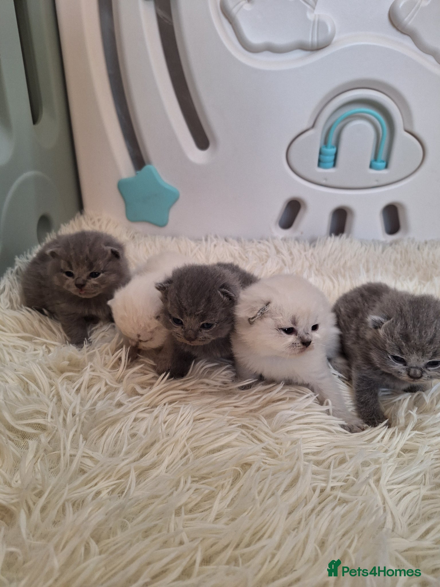 British Shorthair cats Adorable BSH kittens, Gray and white, London  - Advert 8