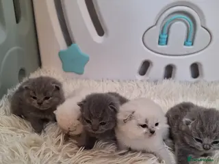 British Shorthair cats Adorable BSH kittens, Gray and white, London - Advert 8