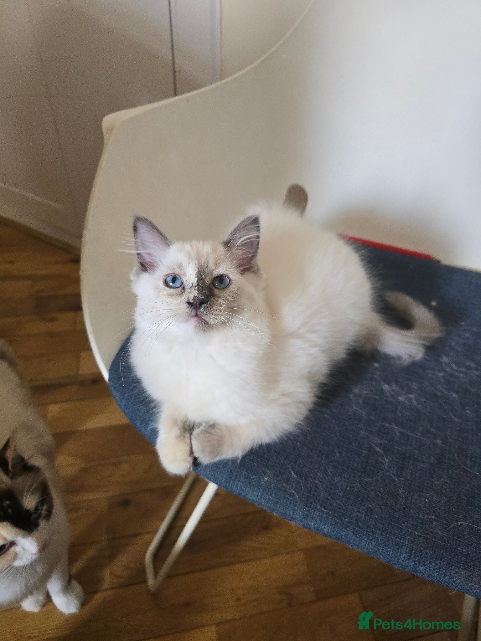 Ragdoll cats 🐾 Beautiful Ragdoll Kittens ready to leave 🐾 - Advert 2