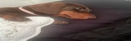 Dachshund dogs for sale: Rosie- brown dachshund  in Reading - Advert 4
