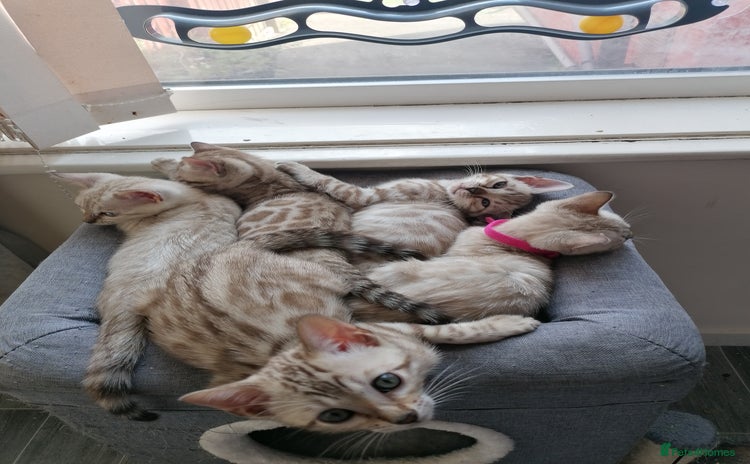 Bengal cats - Advert 1