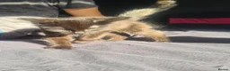 Mixed Breed cats for sale: Last beautiful loving male - Advert 10
