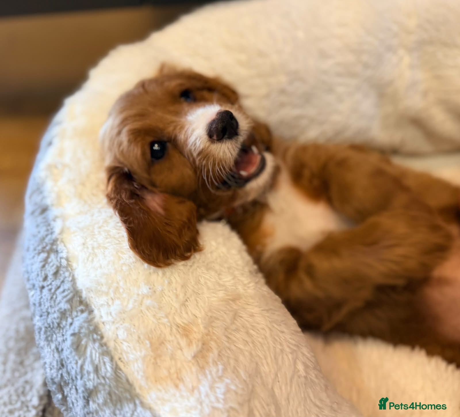 Cavapoo dogs F1 Toy Cavapoo FEMALE - Advert 2