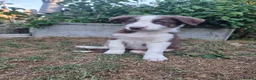 Border Collie dogs for sale: Border Collie puppies - Advert 7