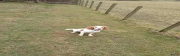 Cocker Spaniel dogs for sale: Beautiful apricot roan cocker spaniel  - Advert 3