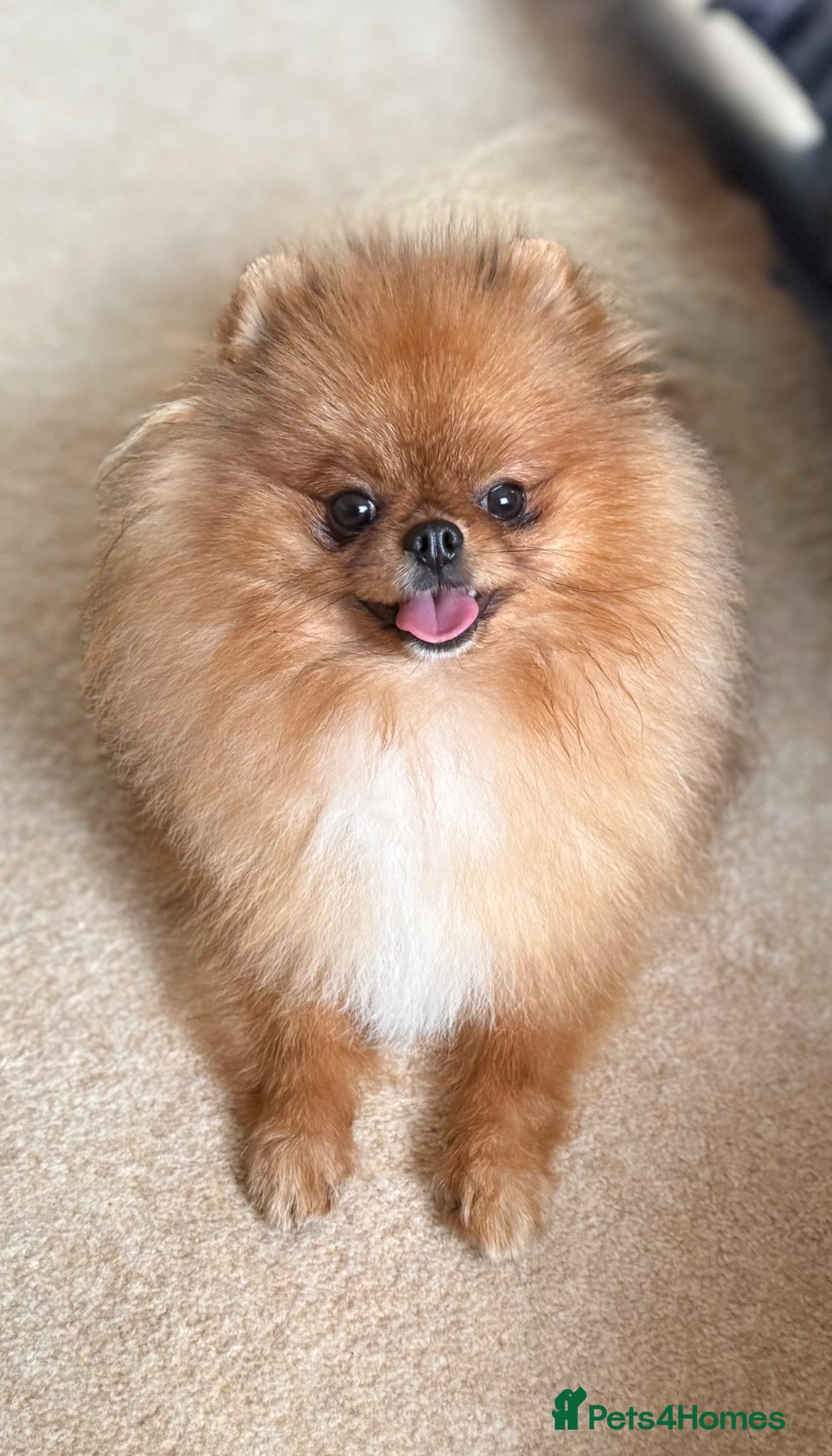 Pomeranian dogs Premium Purebred Pomeranians  - Advert 2