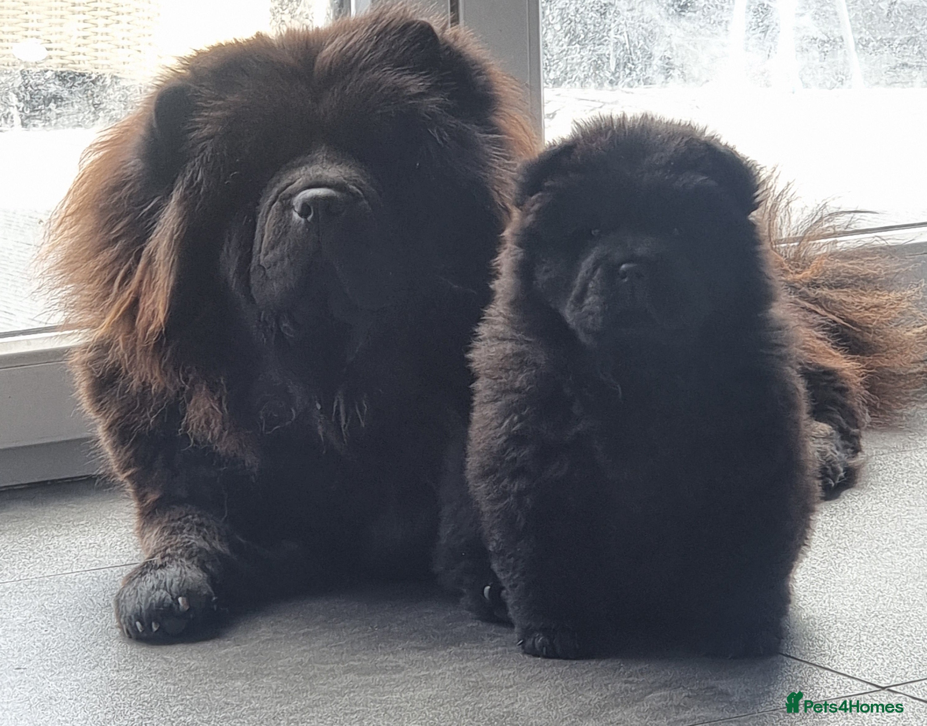 Chow Chow dogs Pedigree Black Chow Chow Puppies 2 Girls   - Advert 11