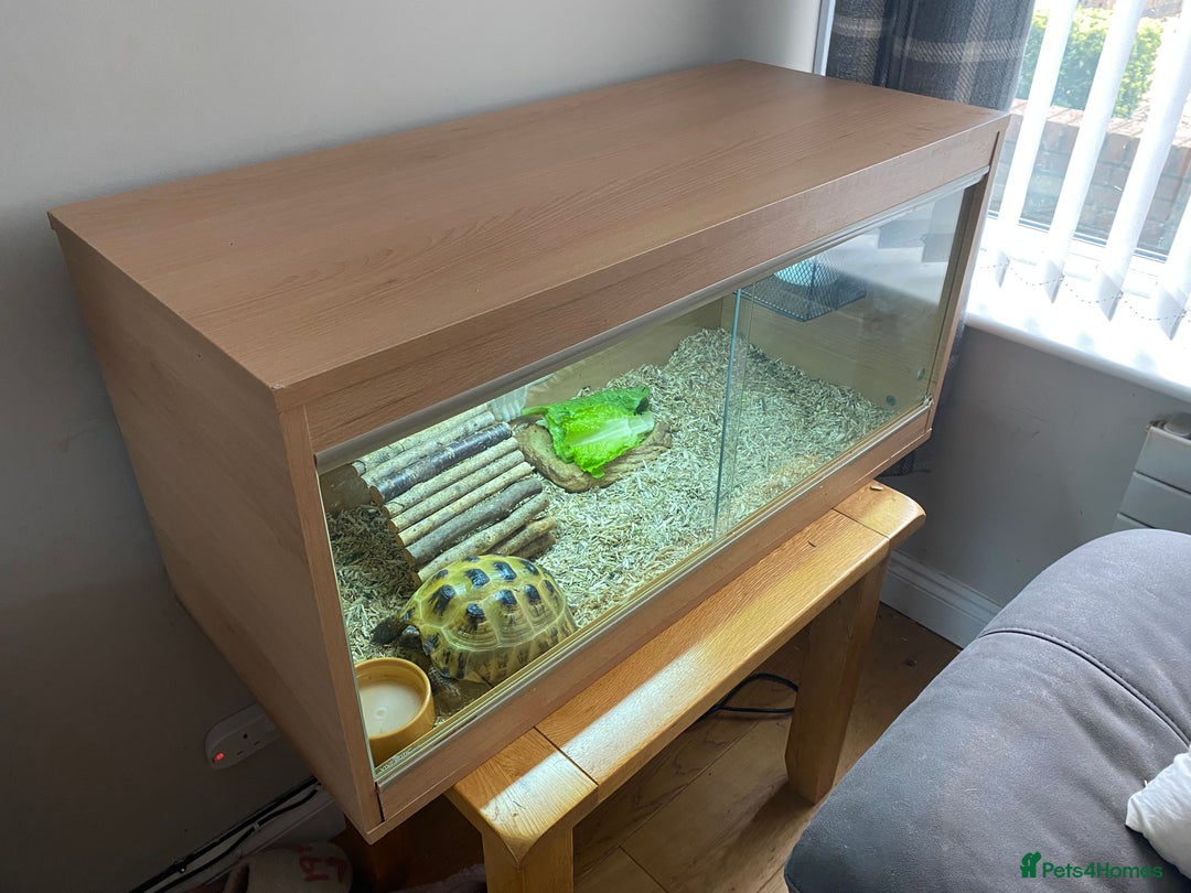 Tortoise reptiles for sale:  Horsefield Tortoise and Full Vivarium Set Up  - Image 7