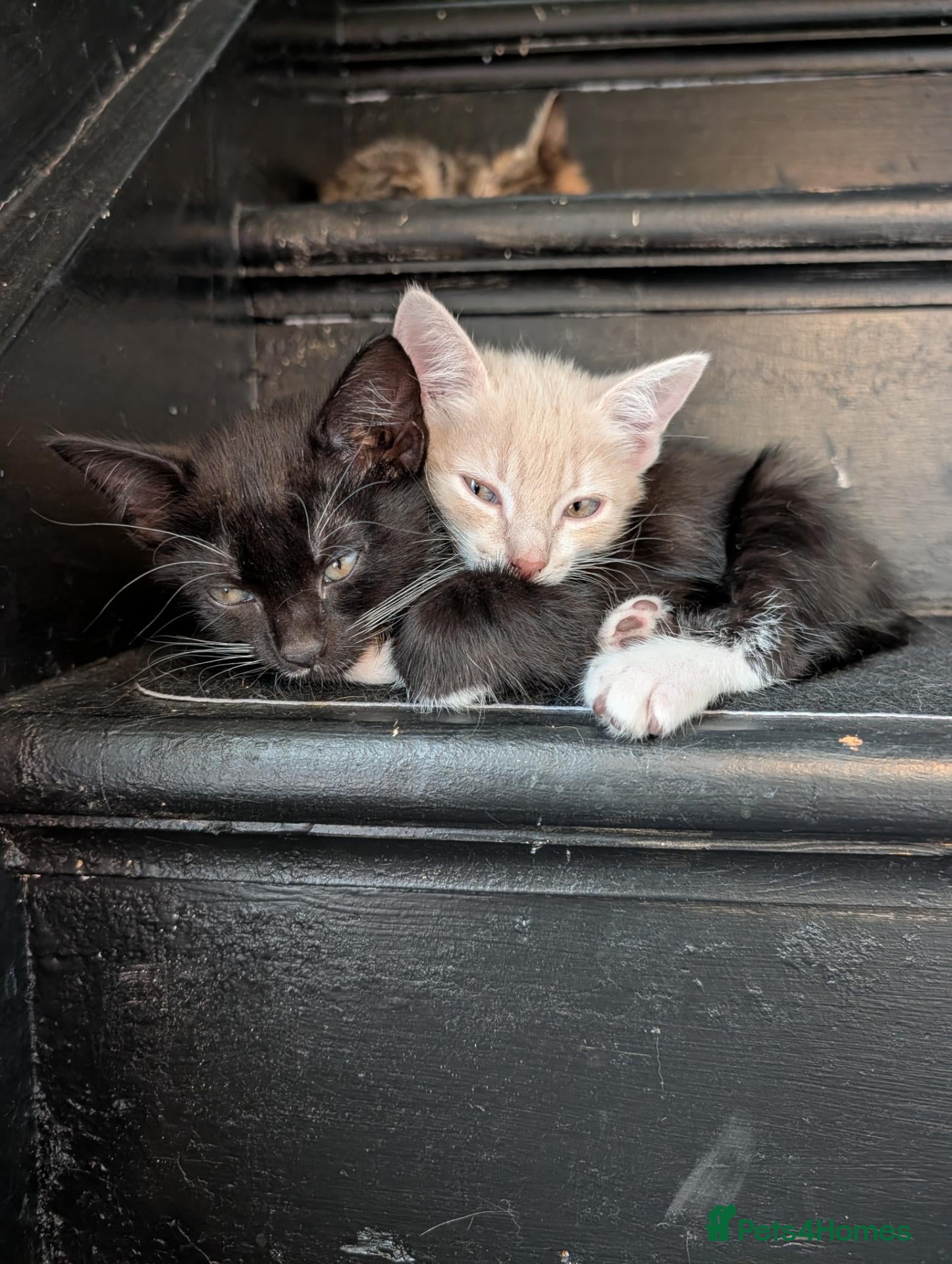 Mixed Breed cats 5 mixed breed kittens ready for new homes  - Advert 1