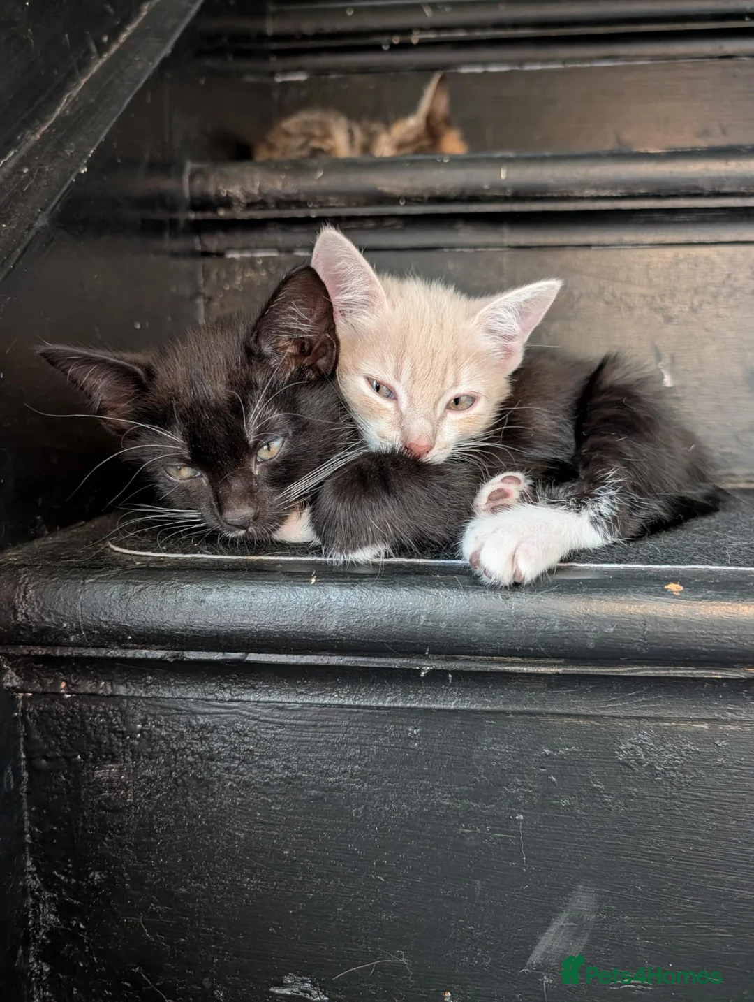 Mixed Breed cats for sale: 5 mixed breed kittens ready for new homes  - Advert 1