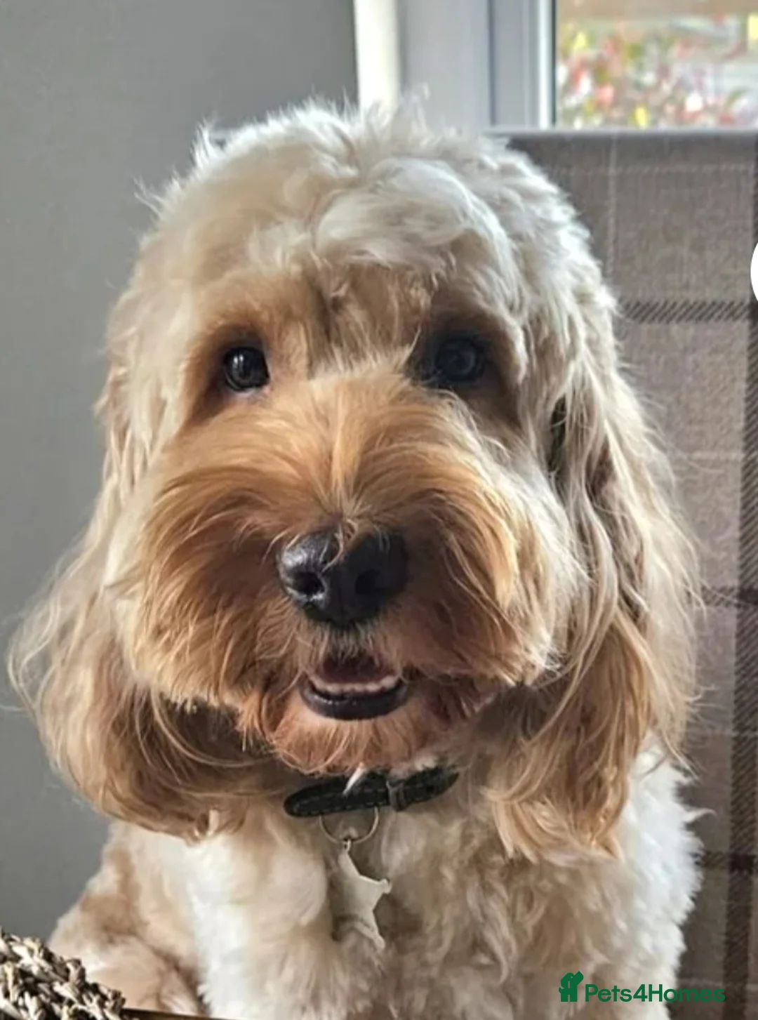 Cockapoo dogs for sale: 5 x F2 Cockapoo Puppies - Advert 2