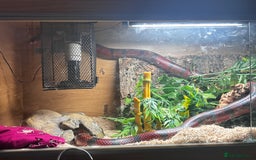 Milk Snake reptiles for sale: Fully grown Honduran milk snake + vivarium set up - Image 6