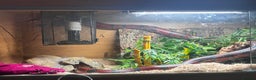 Milk Snake reptiles for sale: Fully grown Honduran milk snake + vivarium set up - Advert 6