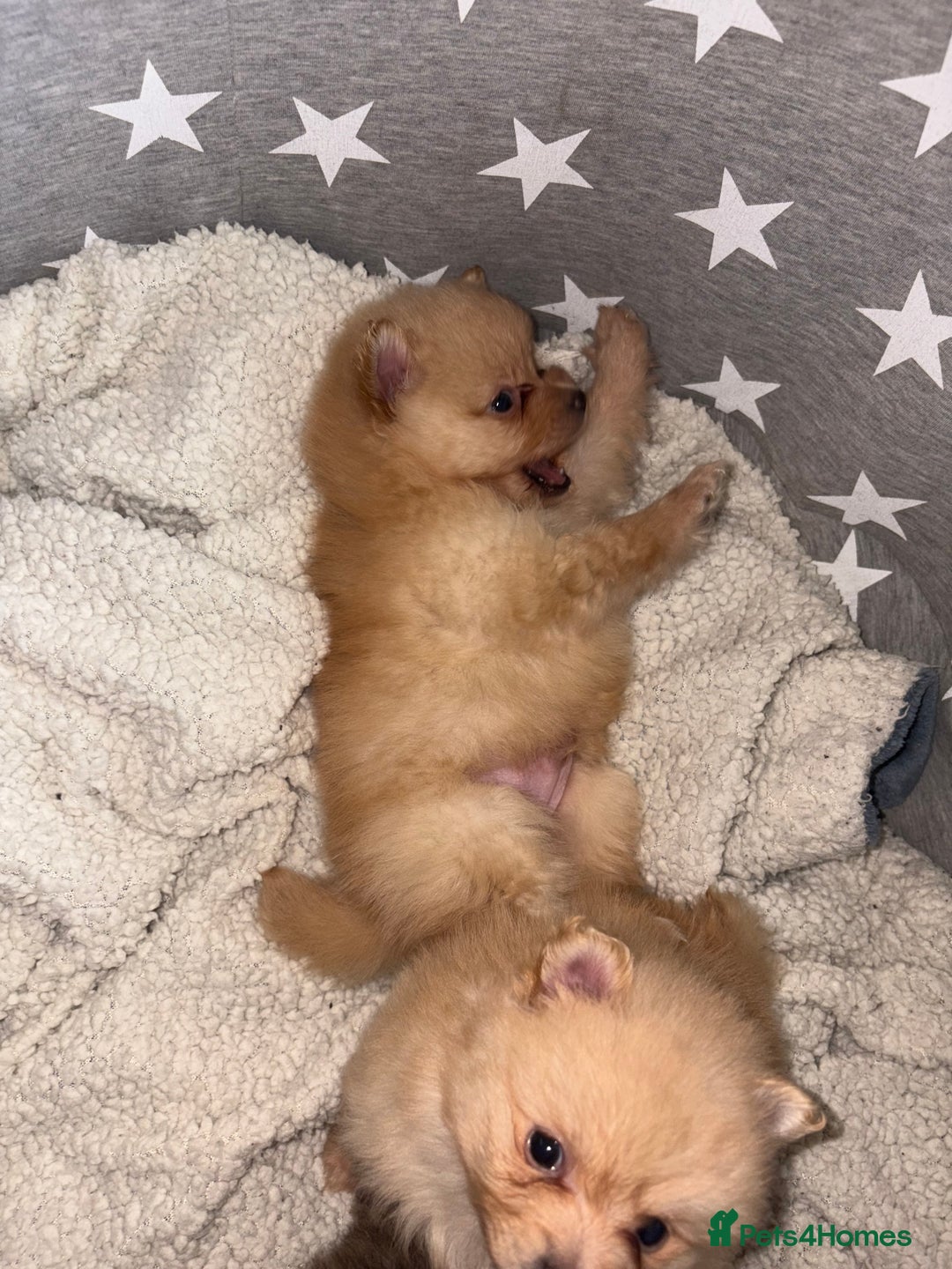 Pomeranian dogs for sale: ** Pomeranian Puppies 🐶🤍🐻🤎 - Image 21