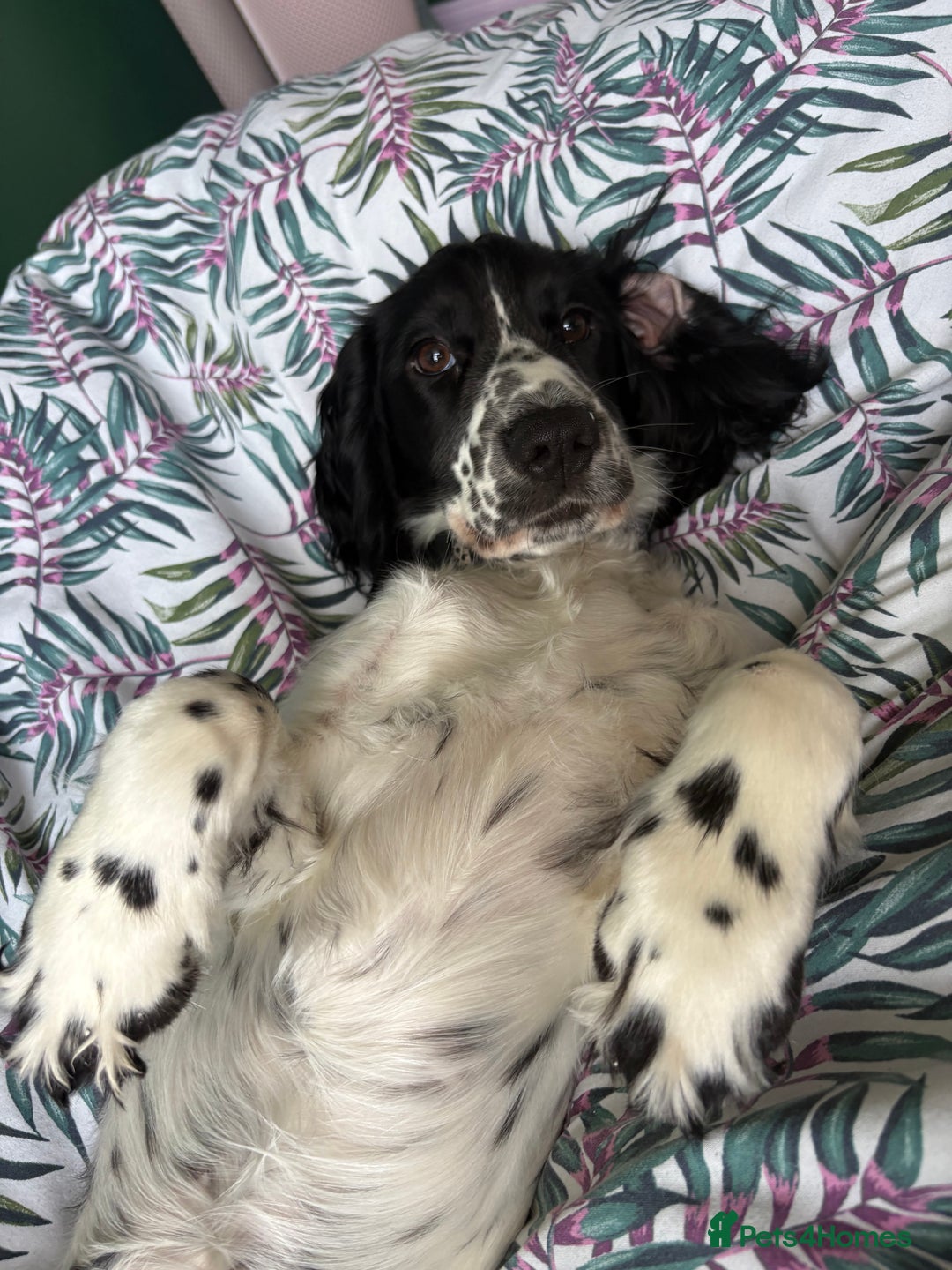 Cocker Spaniel dogs for sale: Working Cocker Spaniel  - Image 10