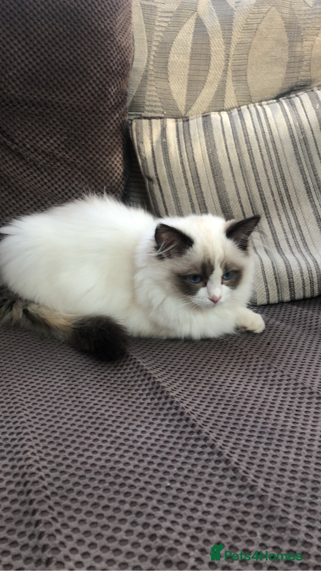 Ragdoll cats for stud: FOR STUD GCCF reg Active Grand Champion for stud in Doncaster - Advert 9