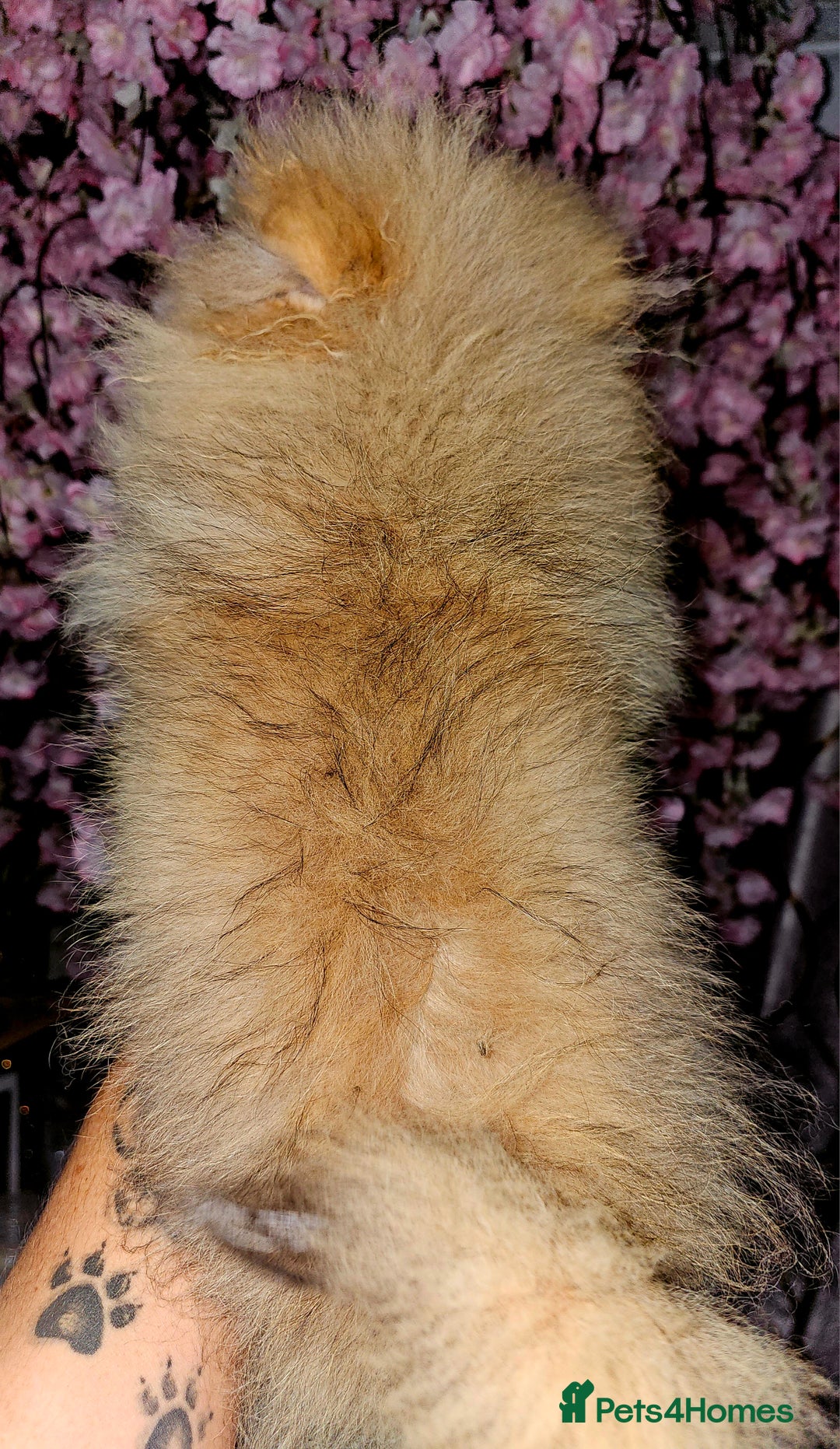 Pomeranian dogs for sale: 1 Pomeranian Puppy  - Advert 4