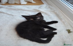 Mixed Breed cats for sale: Gorgeous female black smoke kitten 10 weeks old - Image 8