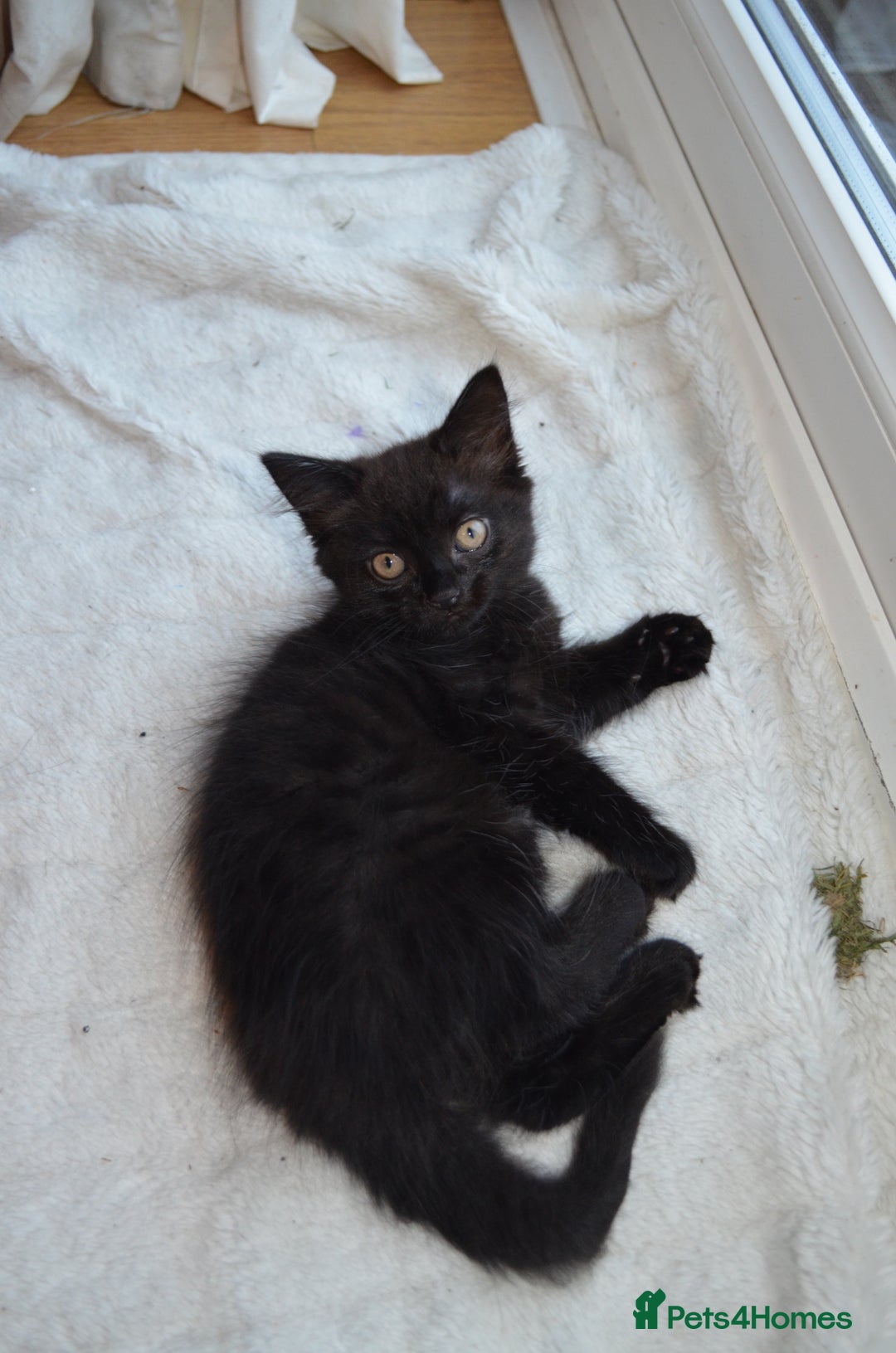 Mixed Breed cats for sale: Gorgeous female black smoke kitten 10 weeks old - Image 8