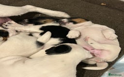 Jack Russell dogs for sale: 3 Lovely jack Russel girls - Image 2